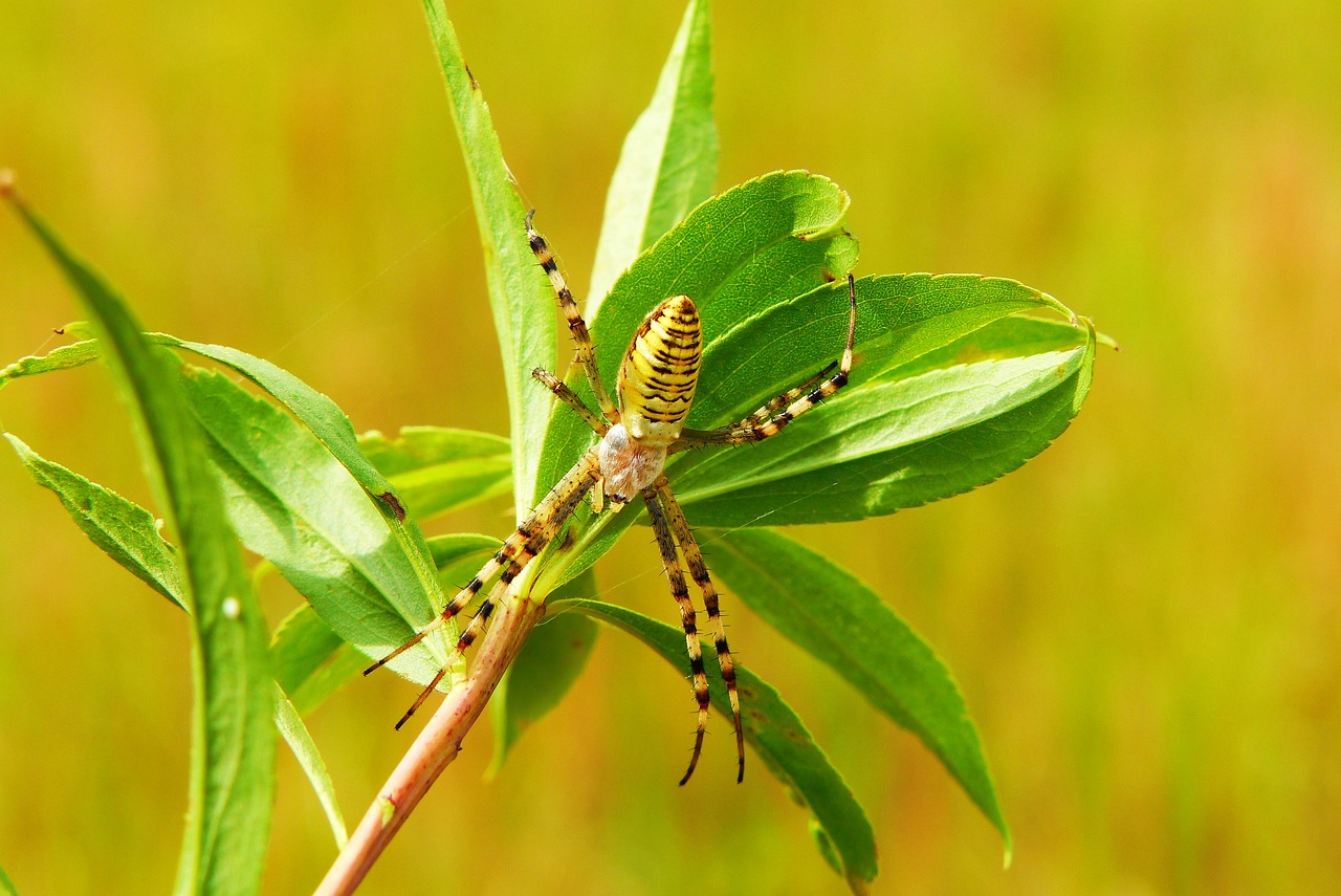 How Resilience Helps in Overcoming Phobias?